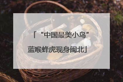 “中国最美小鸟”蓝喉蜂虎现身闽北