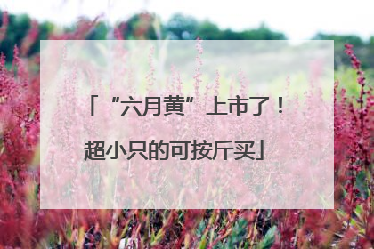 “六月黄”上市了！超小只的可按斤买
