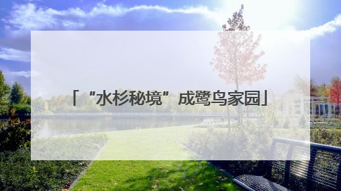 “水杉秘境”成鹭鸟家园