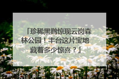 珍稀黑鹳惊现云岗森林公园！丰台这片宝地藏着多少惊喜？