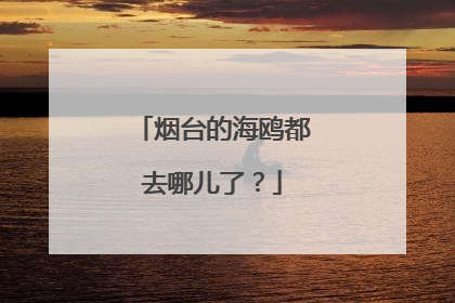 烟台的海鸥都去哪儿了？