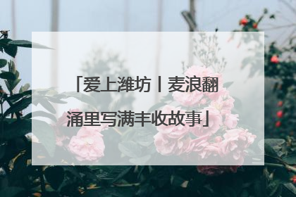 爱上潍坊丨麦浪翻涌里写满丰收故事