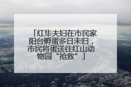 红隼夫妇在市民家阳台孵蛋多日未归，市民将蛋送往红山动物园“抢救”