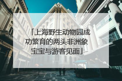 上海野生动物园成功繁育的两头非洲象宝宝与游客见面