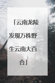 云南龙陵发现万株野生云南大百合