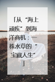 从“海上顽疾”到海洋商机：一株水草的“宝藏人生”
