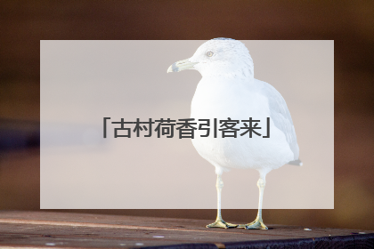 古村荷香引客来