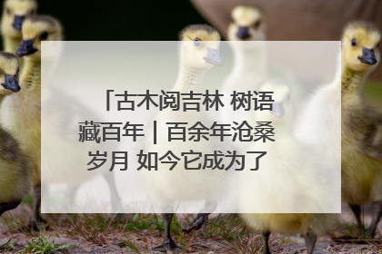 古木阅吉林 树语藏百年｜百余年沧桑岁月 如今它成为了“镇园之宝”