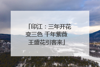 印江：三年开花变三色 千年紫薇王盛花引客来