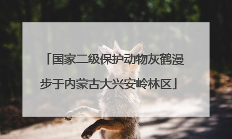 国家二级保护动物灰鹤漫步于内蒙古大兴安岭林区