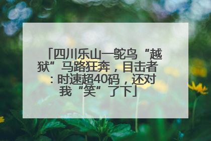 四川乐山一鸵鸟“越狱”马路狂奔，目击者：时速超40码，还对我“笑”了下
