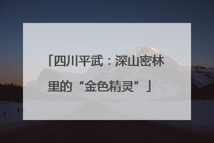 四川平武：深山密林里的“金色精灵”