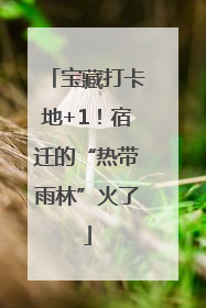 宝藏打卡地+1！宿迁的“热带雨林”火了