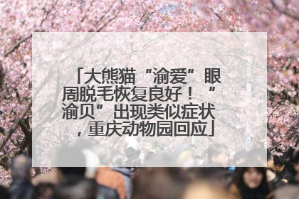 大熊猫“渝爱”眼周脱毛恢复良好！“渝贝”出现类似症状，重庆动物园回应