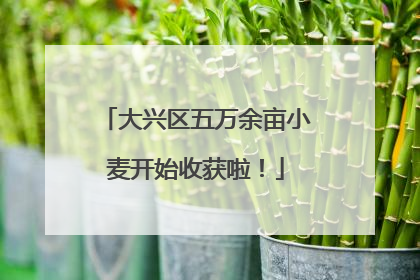 大兴区五万余亩小麦开始收获啦！