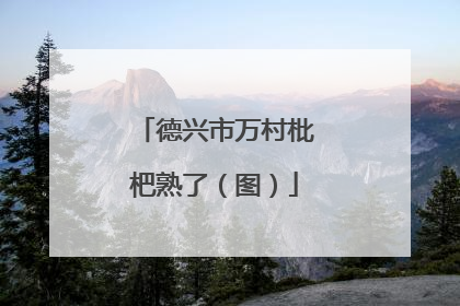 德兴市万村枇杷熟了（图）