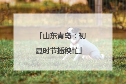 山东青岛：初夏时节插秧忙