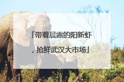 带着晨露的阳新虾，抢鲜武汉大市场