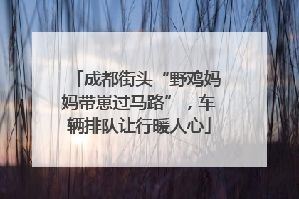 成都街头“野鸡妈妈带崽过马路”，车辆排队让行暖人心