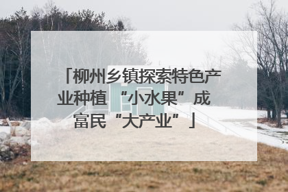 柳州乡镇探索特色产业种植 “小水果”成富民“大产业”