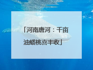 河南唐河：千亩油蟠桃喜丰收
