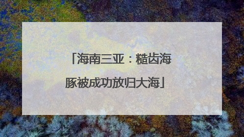 海南三亚：糙齿海豚被成功放归大海