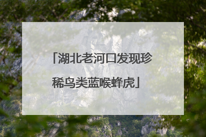湖北老河口发现珍稀鸟类蓝喉蜂虎