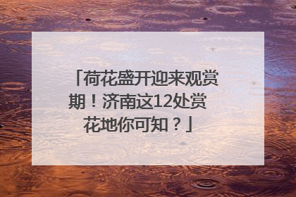 荷花盛开迎来观赏期！济南这12处赏花地你可知？