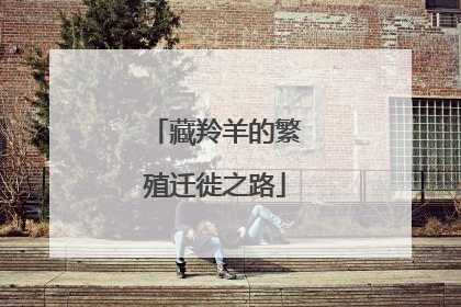 藏羚羊的繁殖迁徙之路