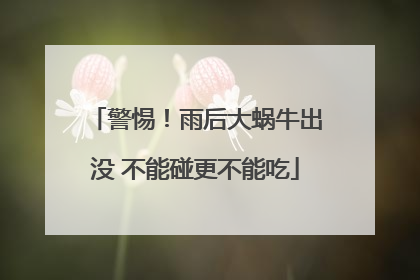 警惕！雨后大蜗牛出没 不能碰更不能吃