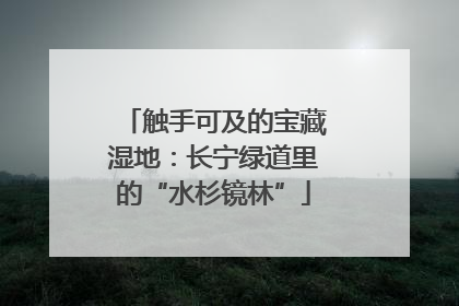 触手可及的宝藏湿地：长宁绿道里的“水杉镜林”