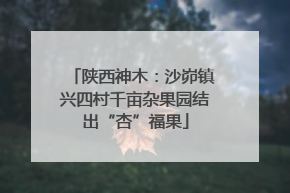 陕西神木：沙峁镇兴四村千亩杂果园结出“杏”福果