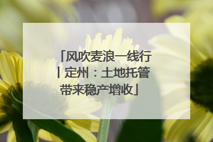 风吹麦浪一线行丨定州：土地托管带来稳产增收