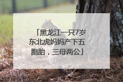 黑龙江一只7岁东北虎妈妈产下五胞胎，三母两公