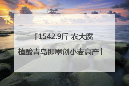 1542.9斤 农大腐植酸青岛即墨创小麦高产
