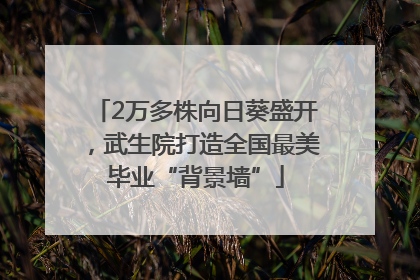 2万多株向日葵盛开，武生院打造全国最美毕业“背景墙”