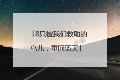 8只被我们救助的鸟儿，重回蓝天